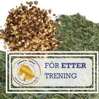 Hvordan unngå magesår og fordøyelsessykdommer hos hesten. Fôrplan bør inkludere fôr før trening