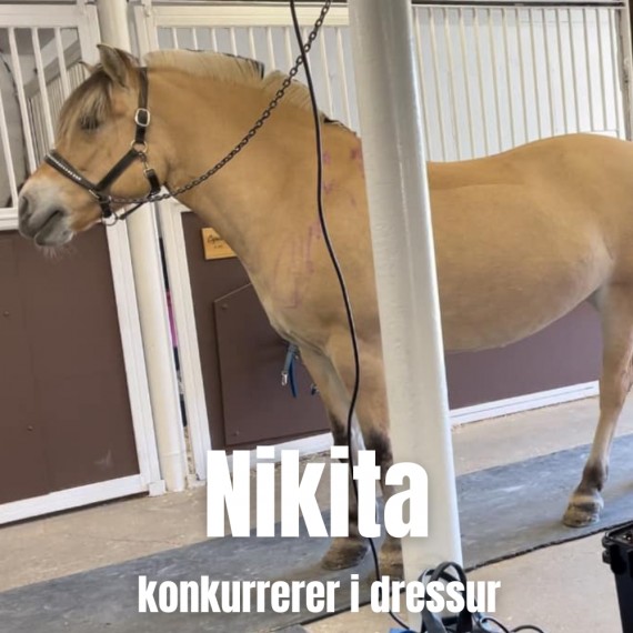 Fjordingen Nikita