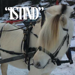 Islandshesten Istind