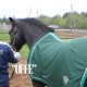 Uffe