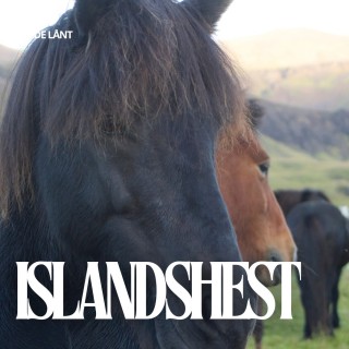 Islandshest