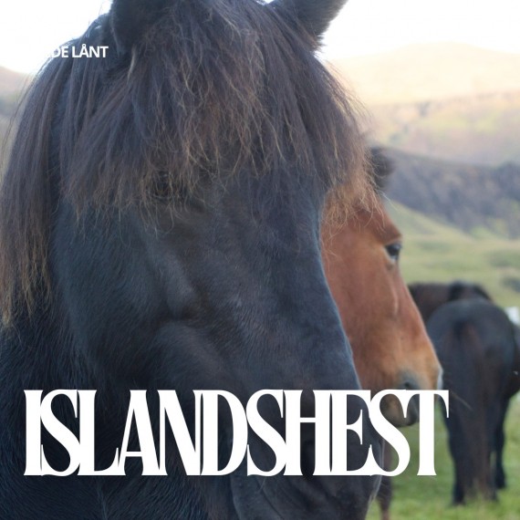 Islandshest