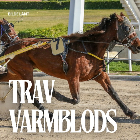 Varmblodstraver