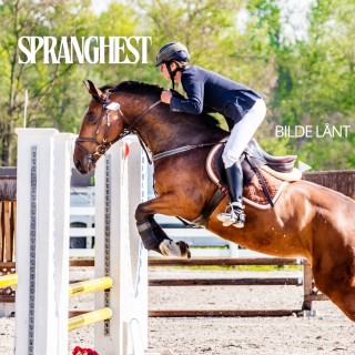 Spranghest konkurranse