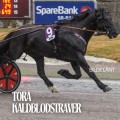 Tora kaldblodstraver