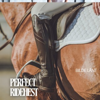 PERFECT ridehest