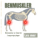 Beinmuskler