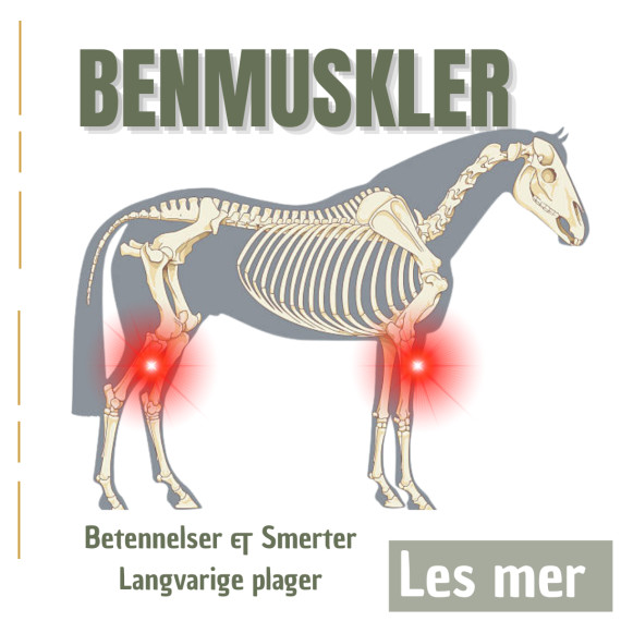 Beinmuskler