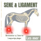 Sene og ligament