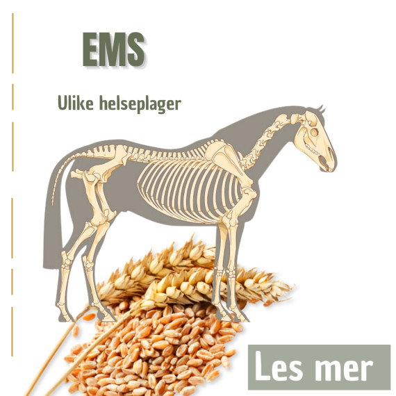 Equint Metabolisk Syndrom (EMS)