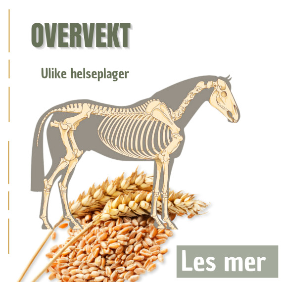 Overvekt