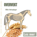 Overvekt
