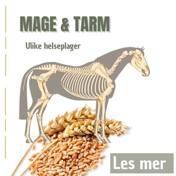 Mage og tarm