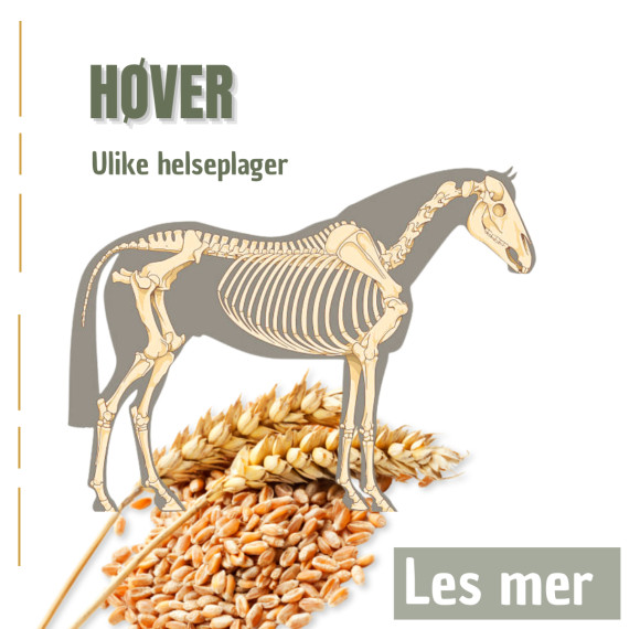 HØVER