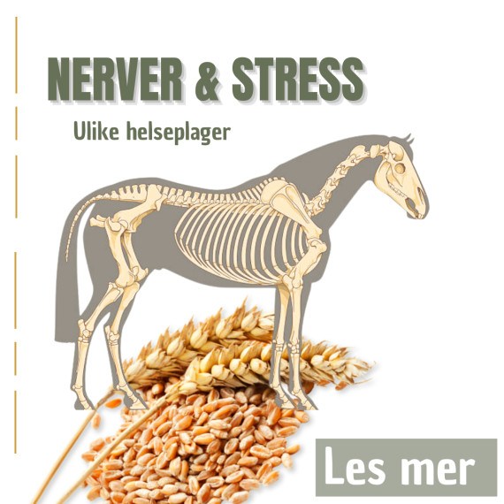 Nerver og stress