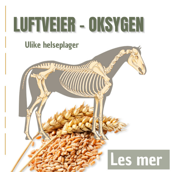 Oksygen - luftveier