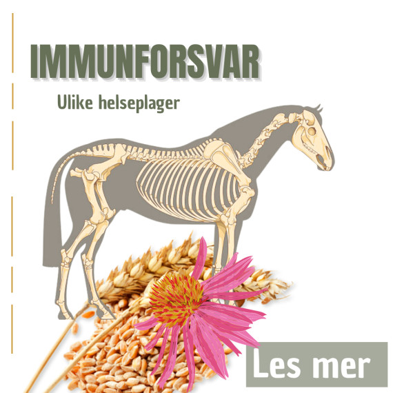 Immunforsvar