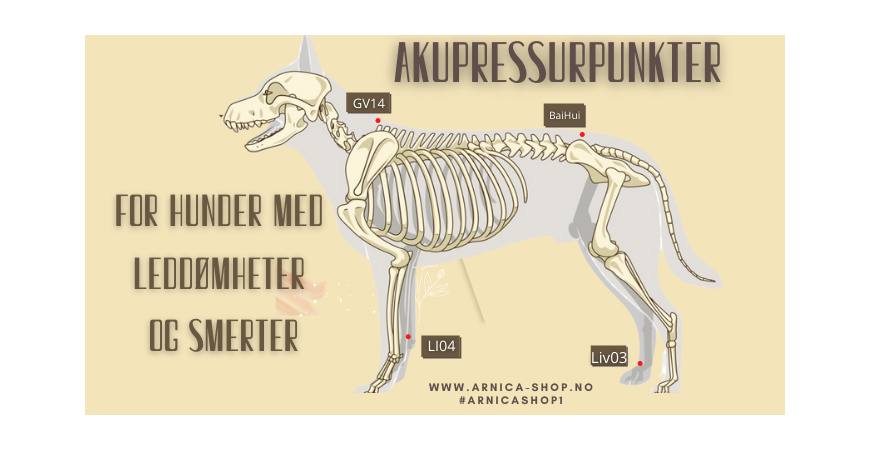 Akupressur hunder med muskel og leddsmerter